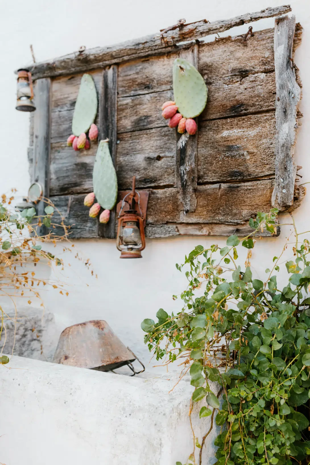 Decoration with prickly pears